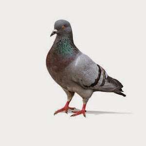 London Pest Solutions | 87 N End Rd, London NW11 7RL, UK | Phone: 020 8226 5777