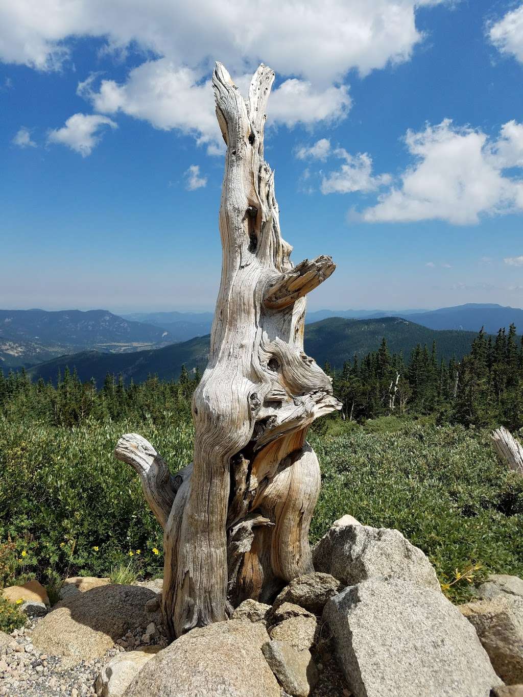 Mount Goliath Natural Area | Mt Evans Rd, Evergreen, CO 80439, USA