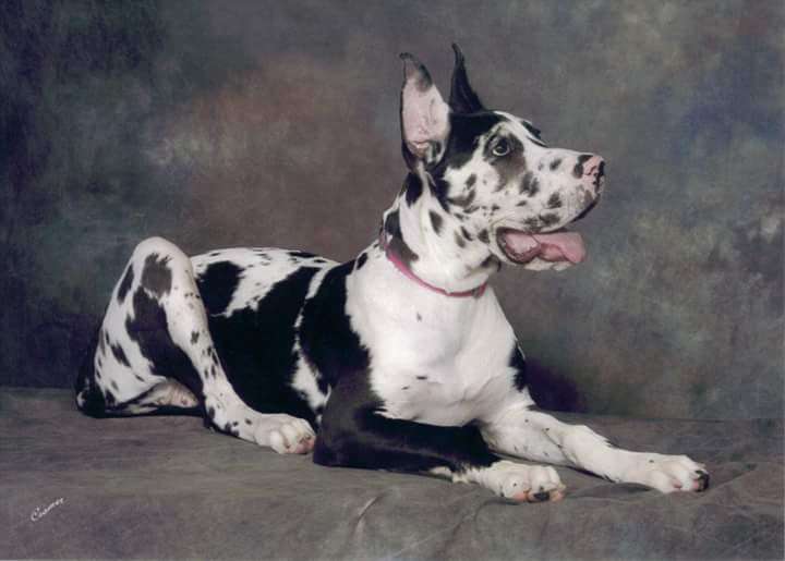 Doggie Dolittle Pet Salon, Spa & Boutique | 2738 S Queen St, Dallastown, PA 17313, USA | Phone: (717) 417-6920