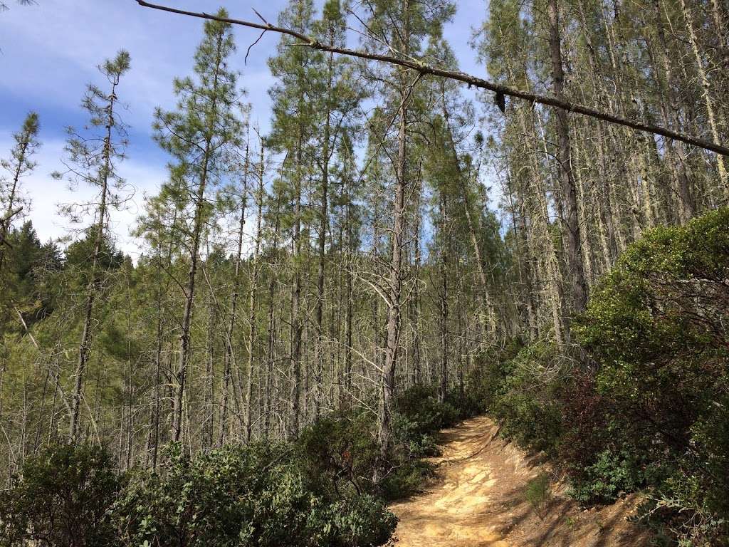 The Grove of Stout-Hearted Wonders | Skyline-to-the-Sea Trail, Boulder Creek, CA 95006, USA