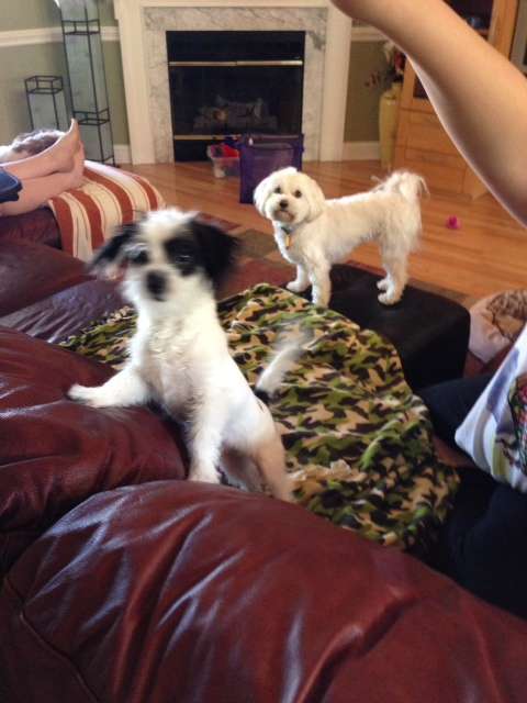 Foster Animal Clinic at Parkway Commons | 3805 Concord Pkwy S #124, Concord, NC 28027, USA | Phone: (704) 262-7387