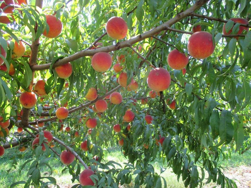 Gieringers Orchard/Gieringers Family Orchard & Berry Farm | 39345 W 183rd St, Edgerton, KS 66021, USA | Phone: (913) 893-9626