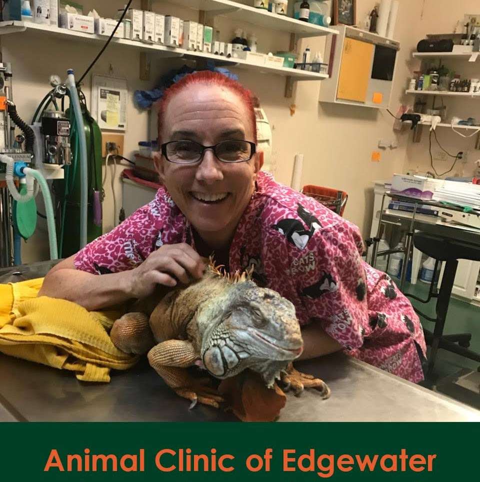 Animal Clinic of Edgewater | 2339 S Ridgewood Ave, Edgewater, FL 32141, USA | Phone: (386) 426-5532