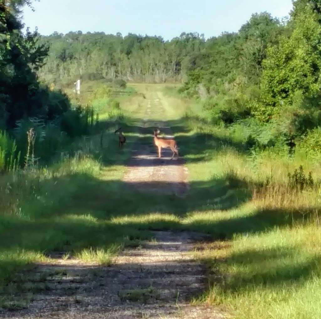 Sunnyhills Restoration Area | 19561 SE Hwy 42, Umatilla, FL 32784, USA | Phone: (352) 821-2066