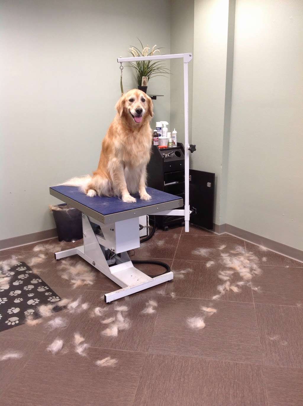 Plush Paws Pet Salon | 3702 Edgewater Dr, Orlando, FL 32804, USA | Phone: (407) 442-7297