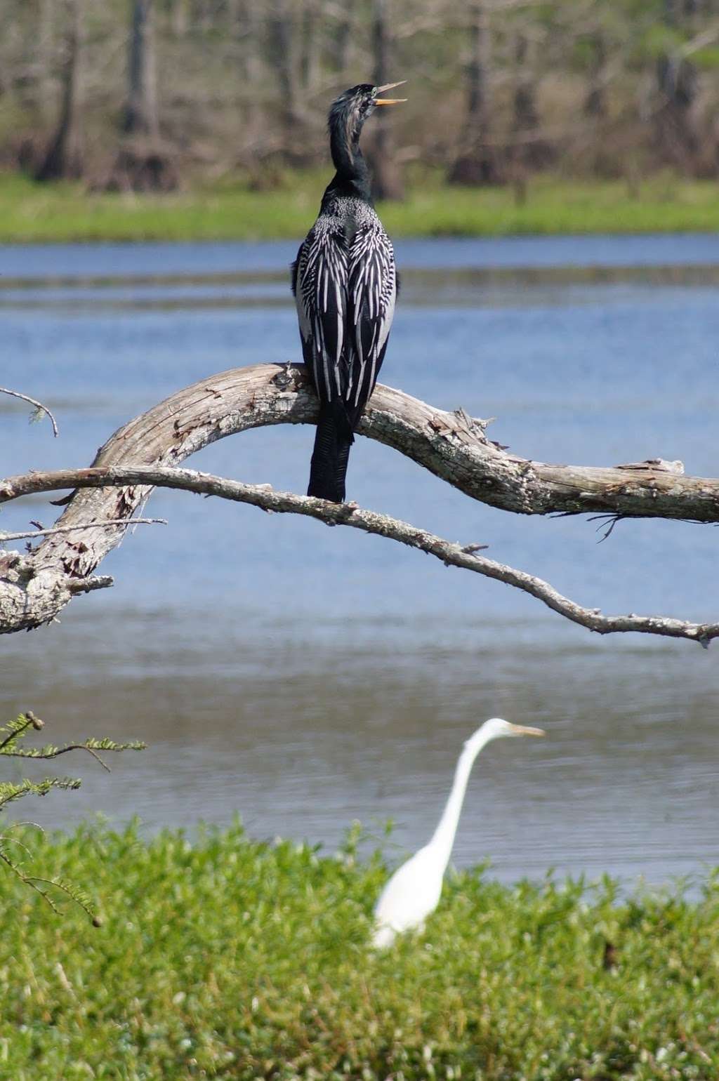 Trinity River Waterbird Rookery | I-10 Frontage, Wallisville, TX 77597, USA | Phone: (409) 389-2285