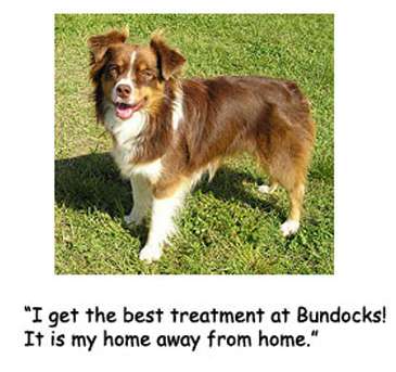 Bundocks Kennels | 2405 Coffee Ln, Sebastopol, CA 95472, USA | Phone: (707) 823-2342