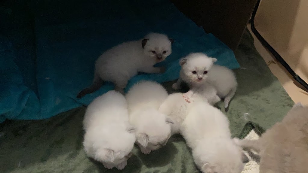 Meow City Ragdoll - Ragdoll Kittens for Sale | 1330 Kitty St, Deer Park, TX 77536, USA | Phone: (281) 782-0005