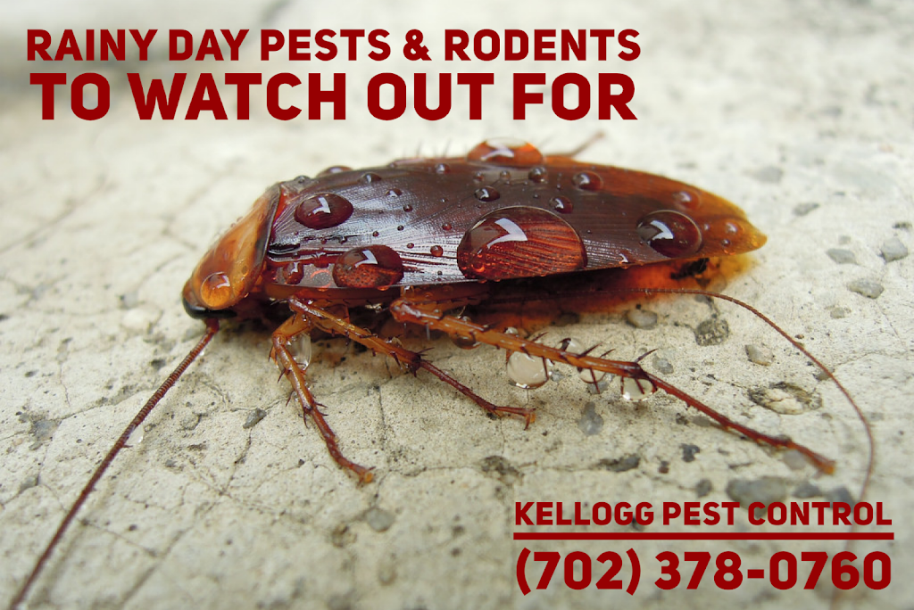 Kellogg Pest Control | 8305 Monarch Birch Ave, Las Vegas, NV 89117, USA | Phone: (702) 378-0760