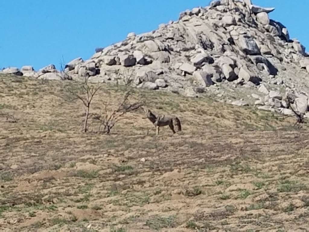 Box Springs Mountain Reserve Park | 9699 Box Springs Mountain Rd, Moreno Valley, CA 92557, USA | Phone: (800) 234-7275