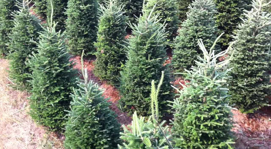 Santas Best Christmas Trees - Cherry Creek | 200 S University Blvd, Denver, CO 80209, USA | Phone: (303) 900-1314