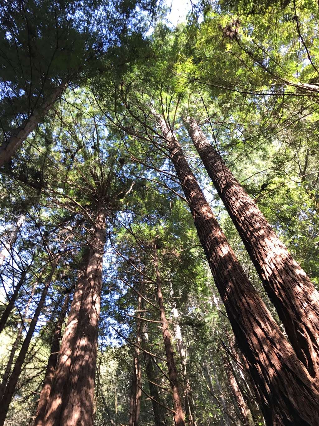 Tunitas Creek Open Space Preserve | Redwood City, CA 94062, USA