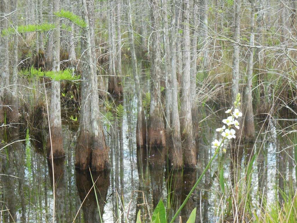 Osprey Unit, Hilochee Wildlife Management Area - Olivers Trail | 10701 Old Grade Rd, Polk City, FL 33868, USA | Phone: (863) 648-3200