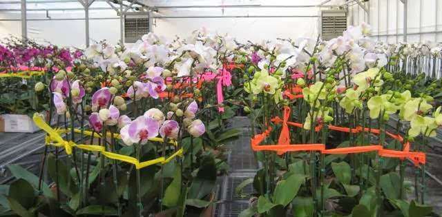Elgreen Orchid Farm | 511 Prosperous Valley Rd, Middletown, NY 10940, USA | Phone: (845) 733-5646