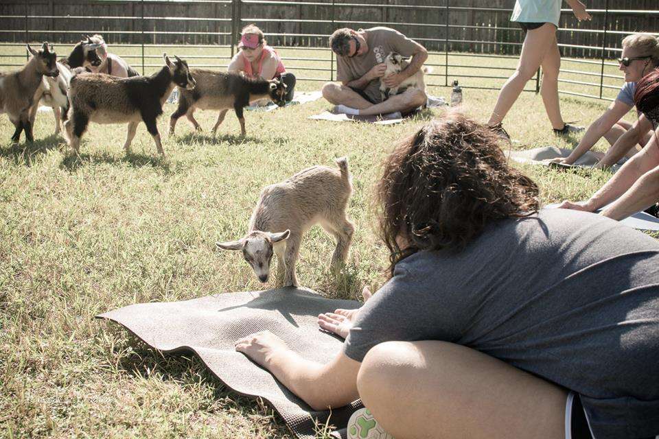 Goat Yoga Texas | 18541 Mueschke Rd, Cypress, TX 77433, USA | Phone: (281) 732-7833