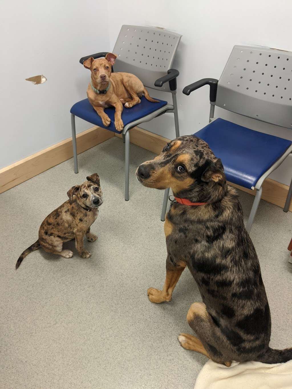 Arlington Heights Veterinary Hospital - South | 4019 S Old State Rd 37, Bloomington, IN 47401, USA | Phone: (812) 822-3774