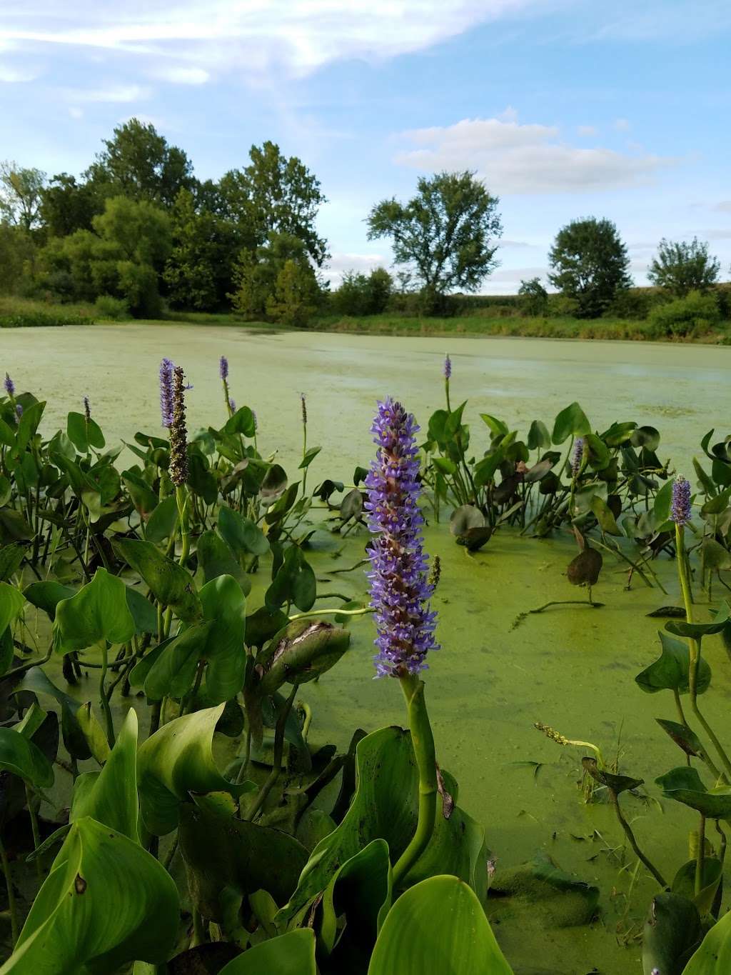 Ronald and Maude Hartell Conservation Area | Turney, MO 64493, USA | Phone: (816) 271-3100