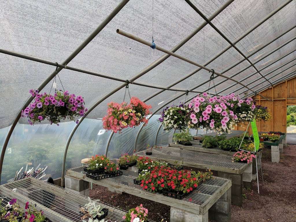 Skiros Garden Center | 315 Main Rd, Hanover Twp, PA 18706 | Phone: (570) 826-1170