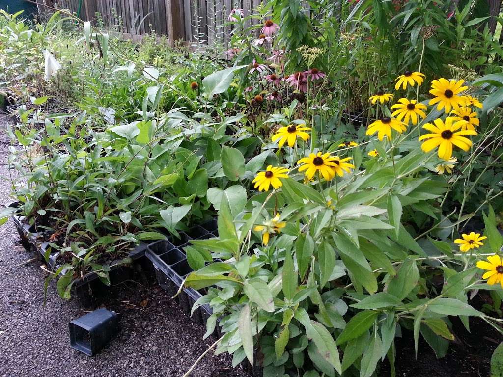 Natural Communities Native Plant and Native Seed Nursery | 812 N Washington Ave, Batavia, IL 60510, USA | Phone: (331) 248-1016