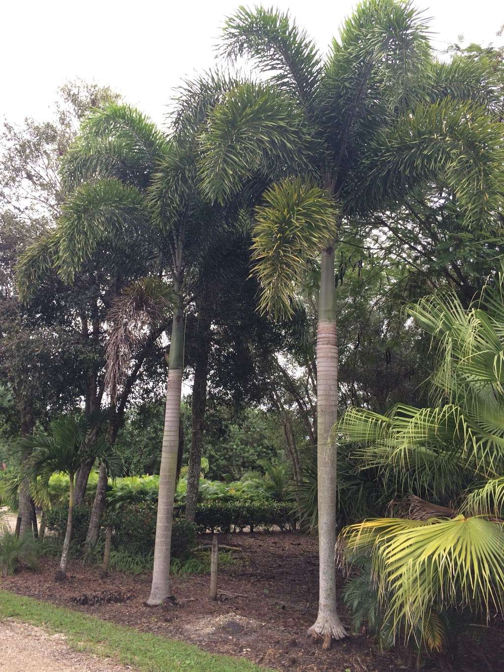 D & G Palm Tree Farm | 10355 100th St S, Boynton Beach, FL 33472, USA | Phone: (561) 441-2126