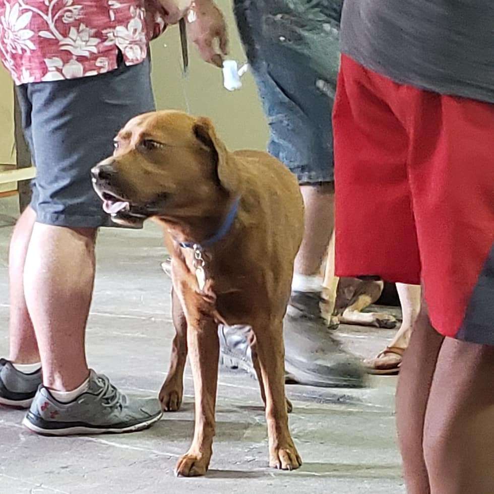 Homepet | 1773 Parkside Dr, Forked River, NJ 08731, USA | Phone: (732) 456-5958