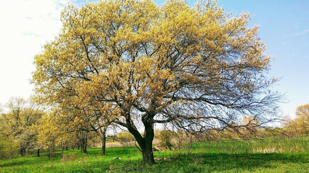 Powderhorn Marsh and Prairie | Chicago, IL 60633