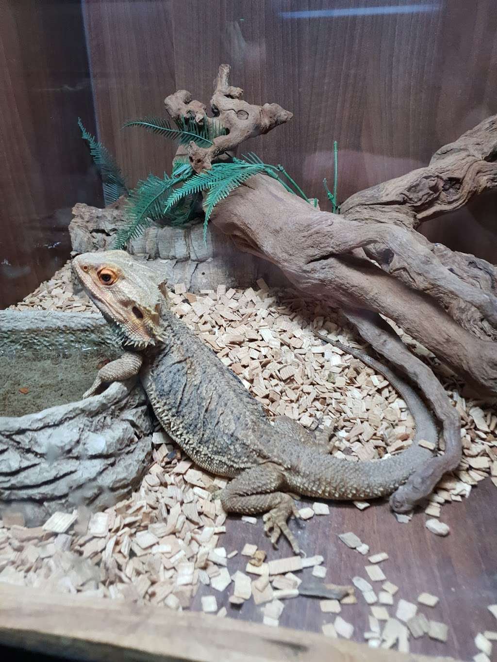 The Reptile Reserve | Clay Tye Road, Upminster, Essex RM14 3PL, UK | Phone: 01708 229940