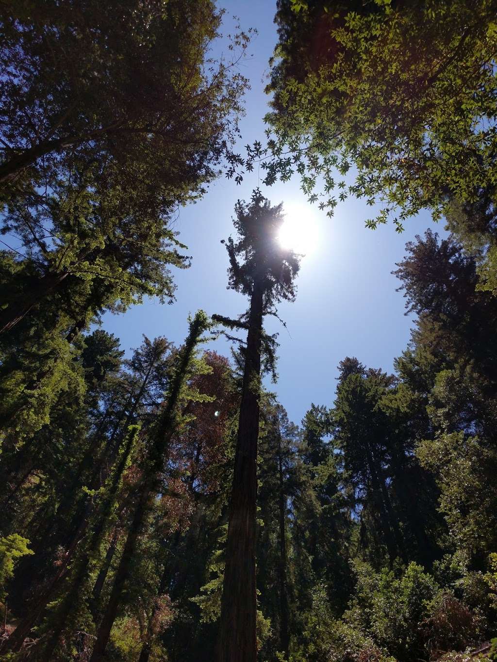 John Nicholas Trailhead in Sanborn County Park | 20409 Black Rd, Los Gatos, CA 95033, USA