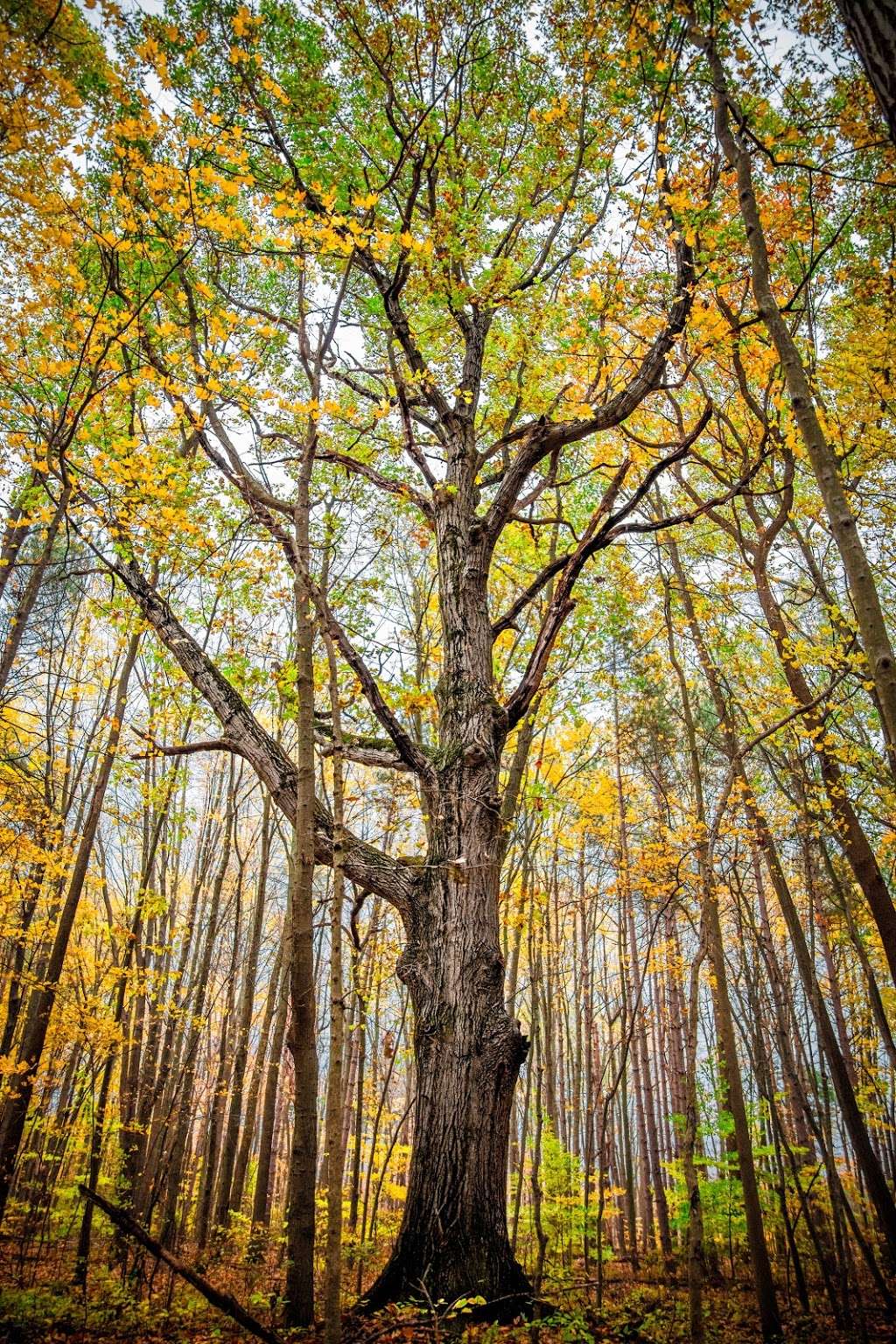 Jens Jensen Nature Preserve | Sawyer, MI 49125, USA | Phone: (269) 405-1006