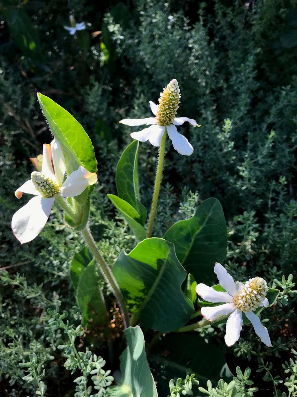 San Diego National Wildlife Refuge Interpretive Loop | 2806-2912 Millar Ranch Rd, Spring Valley, CA 91978, USA | Phone: (619) 468-9245