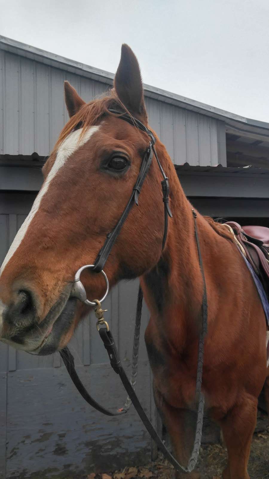 Kutztown Horse Stable | 261 Quarry Rd, Kutztown, PA 19530, USA | Phone: (610) 621-0677