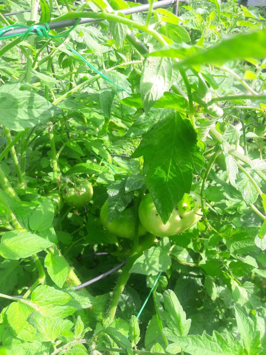 Township of Union Community Garden | Bancroft Ave, Union, NJ 07083, USA