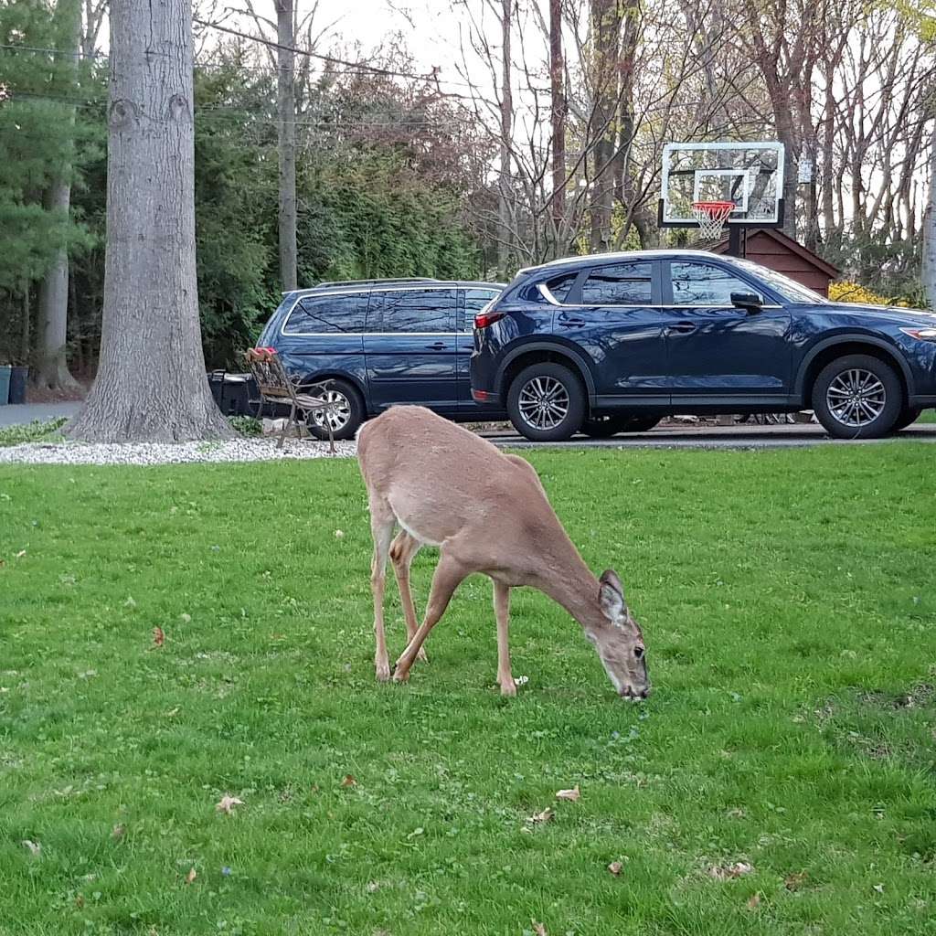 George Street Park | Harrington Park, NJ 07640