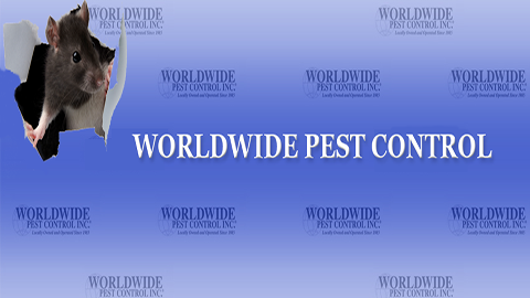 Worldwide Pest Control Inc | 5808 Frontage Rd, San Antonio, TX 78201, USA | Phone: (210) 591-1327
