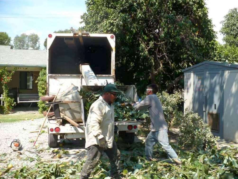 We trim your trees not your pocket book | 8510 Shadyside Ave, Whittier, CA 90606, USA | Phone: (562) 699-8844