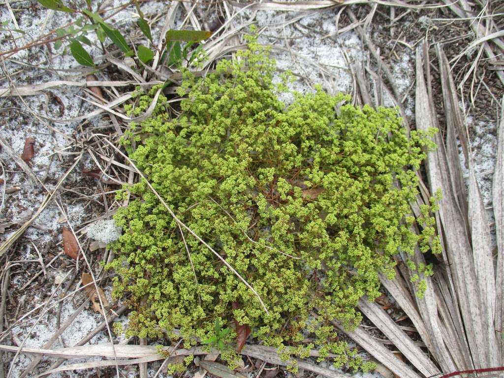 Lake Wales Ridge Wildlife and Environmental Area, Mountain Lake  | Lake Wales, FL 33898, USA