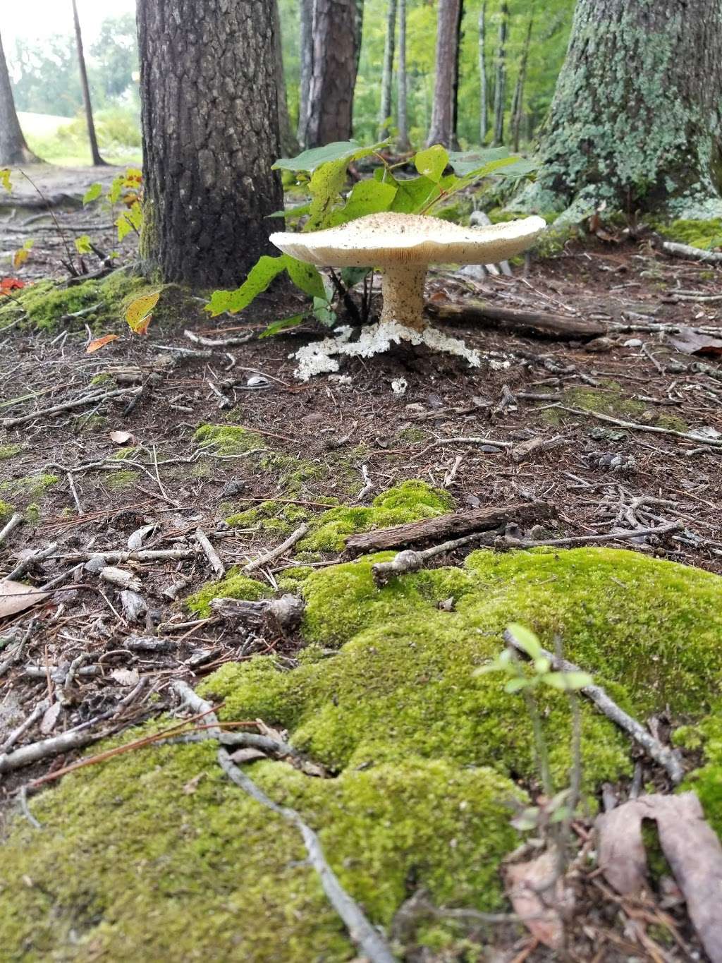 Blair Mill Park | 5192-, 5276 Stevens Mill Rd, Matthews, NC 28104, USA