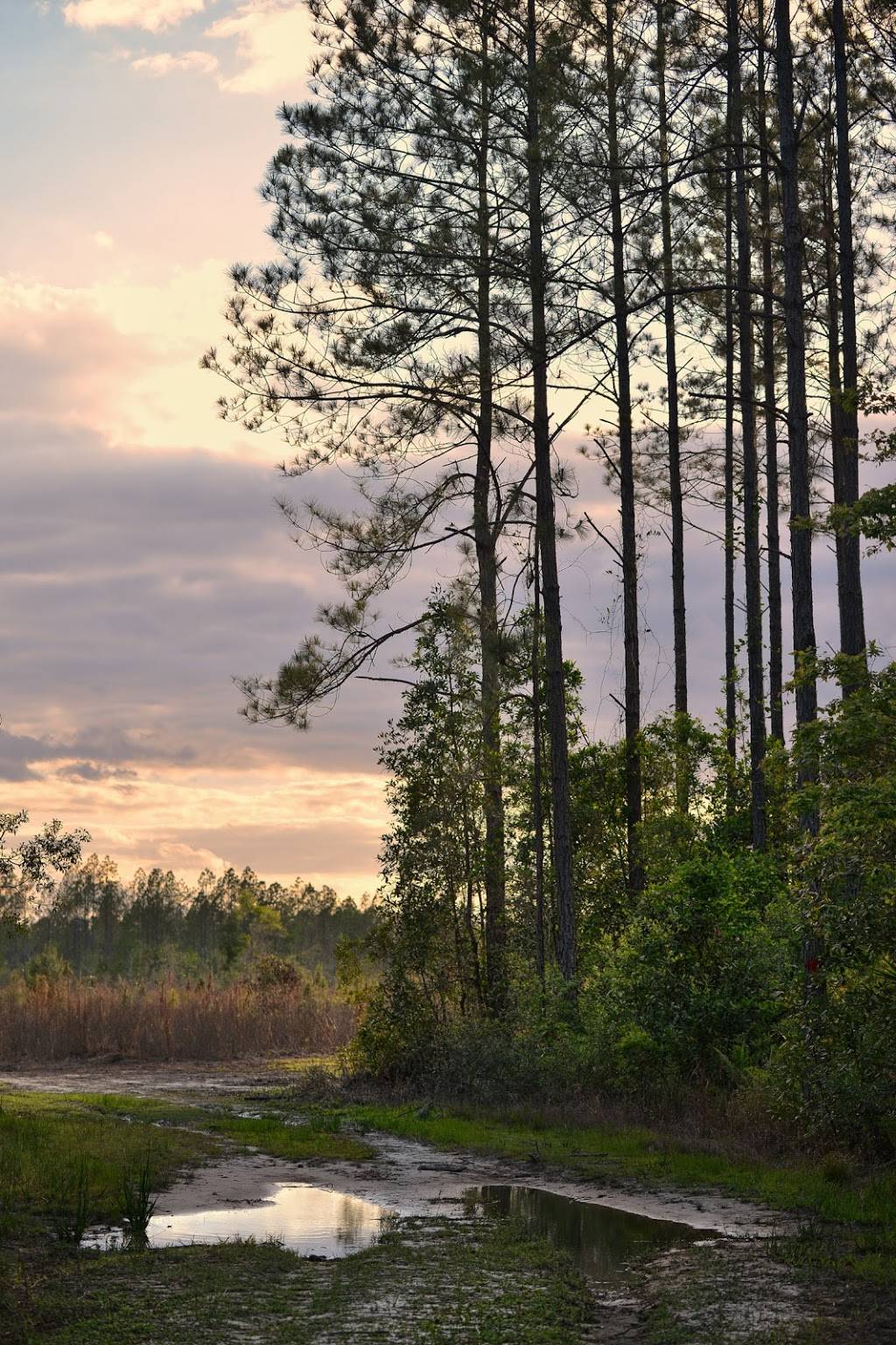 Thomas Creek Wildlife Management Area | 11837-, 11899 New Kings Rd, Jacksonville, FL 32219, USA | Phone: (386) 329-4404