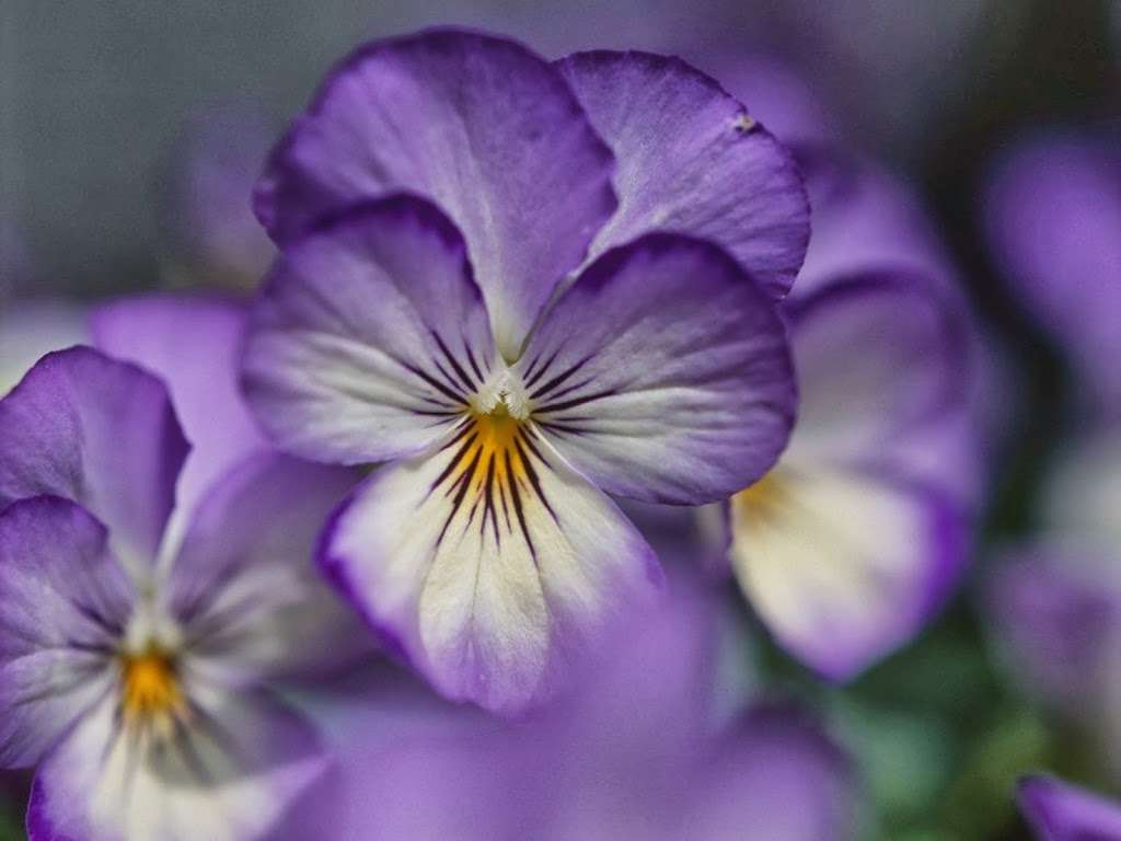 Violets are Blue | 1 Still Pond Dr, New Freedom, PA 17349, USA | Phone: (410) 206-6493