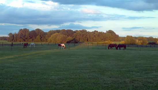 Equine Assisted Therapy of NJ | 32 Swedes Bridge Rd, Mannington Township, NJ 08079 | Phone: (609) 617-2765