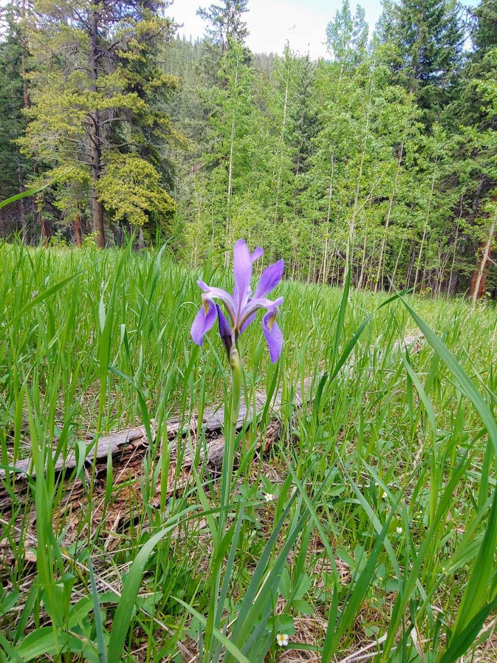 Tanglewood trails | 8704-8798 Deer Creek Rd, Bailey, CO 80421, USA