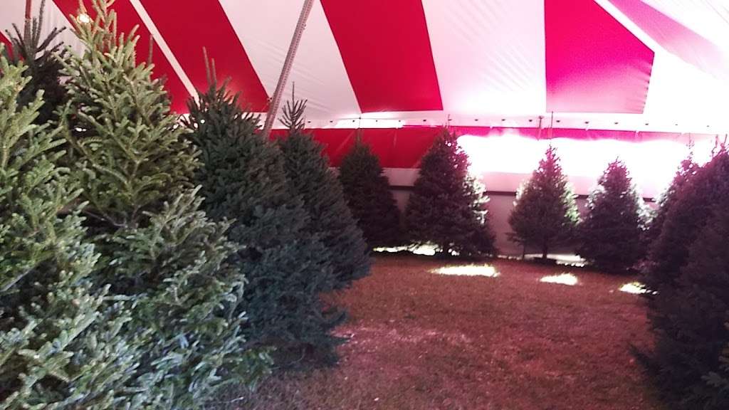 Bgs Christmas tree Farm | hwy 17 and, Georgia St, Bartow, FL 33830 | Phone: (863) 800-2874