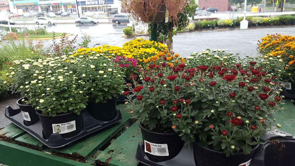 Hampton Nursery Inc | 7400 Annapolis Rd, Woodlawn, MD 20784, USA | Phone: (301) 459-7110