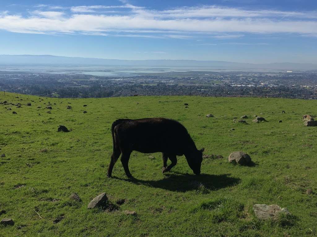 Mission Peak Regional Preserve | Fremont, CA 94539, USA | Phone: (510) 544-3246