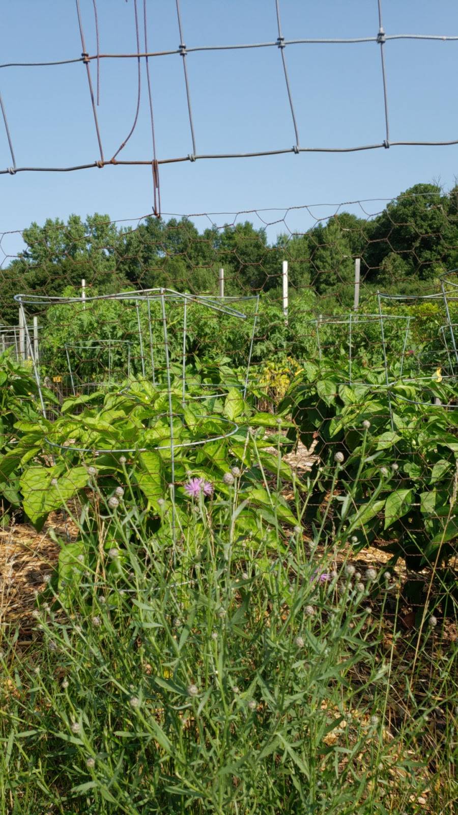 Wolk Park Community Gardens | Fellowship Ln, Burnsville, MN 55337, USA | Phone: (952) 895-4500