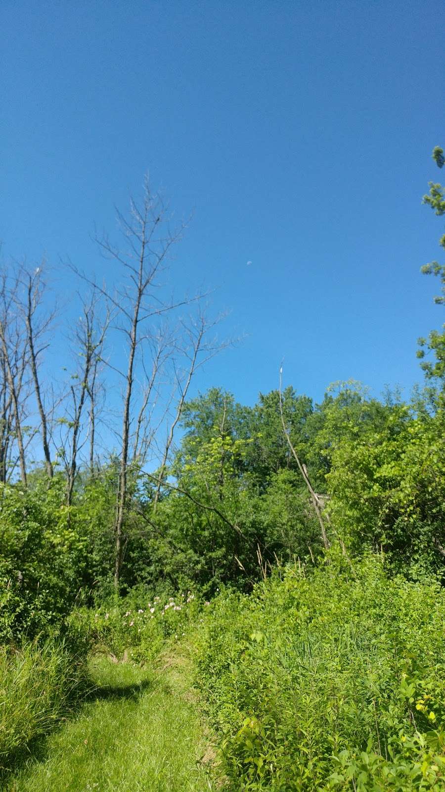 Berkeley Prairie Forest Preserve | Highland Park, IL 60035, USA