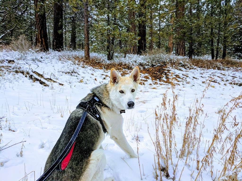 Mt. Pinos Nordic Base | Cuddy Valley Rd, Frazier Park, CA 93225, USA | Phone: (661) 245-3760