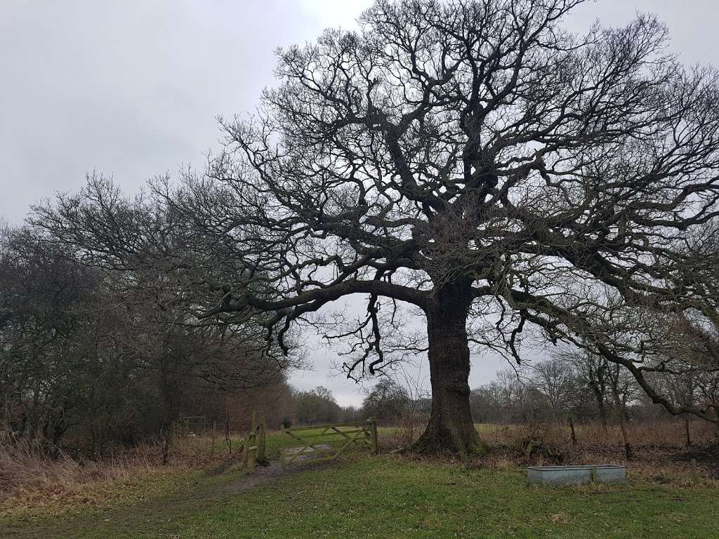 Roding Valley nature reserve | Chigwell IG7 6BL, UK | Phone: 020 8500 3094
