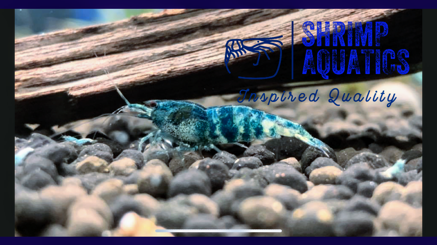 Shrimp Aquatics | 2602 N 63rd St, Lincoln, NE 68507, USA | Phone: (702) 289-7262