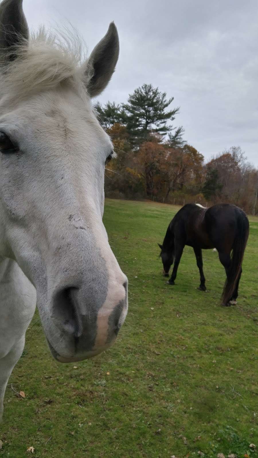 Cedar Hill Farm Bed & Breakfast | 22 John Wise Ave, Essex, MA 01929, USA | Phone: (561) 309-5680